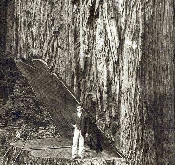 Milzu koki – Zemes senie milži