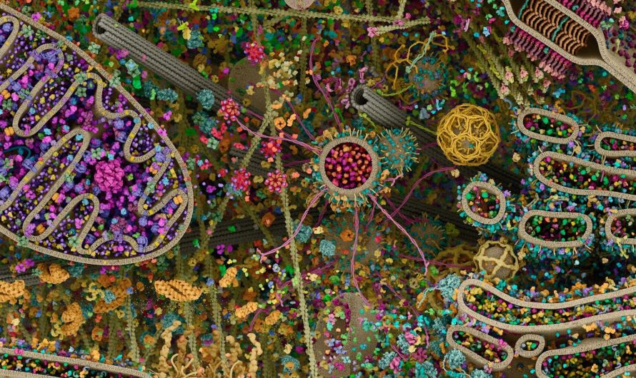 Cilvēka šūna kā Visums: detalizētākais skats uz mūsu iekšējo pasauli