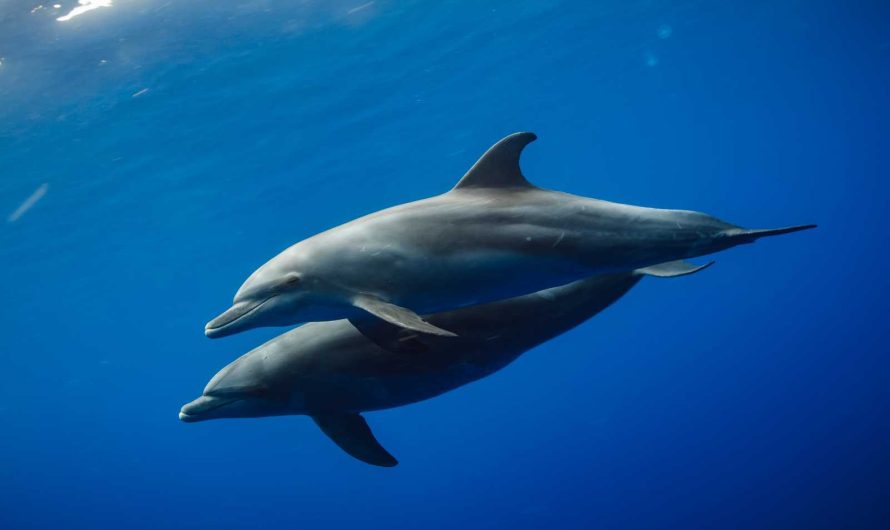 Delfīni – cita saprāta rase okeānā?