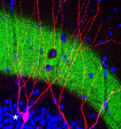 Ģenētiskā atmiņas aktivizēšana pelēm – cerība cilvēku atmiņas atjaunošanai