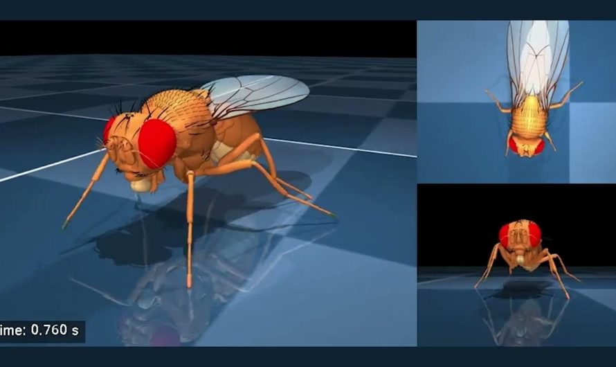 Vai Google radīja virtuālu mušu, kas dzīvo digitālā pasaulē?