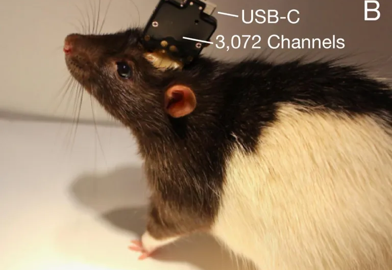 Cilvēka smadzeņu datu augšupielāde uz serveri – tuvojamies digitālās apziņas laikmetam