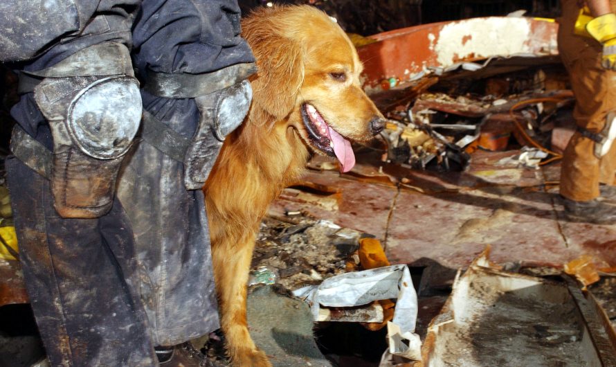 Suņu glābēju emocionālais fenomens 2001. gada 11. septembrī