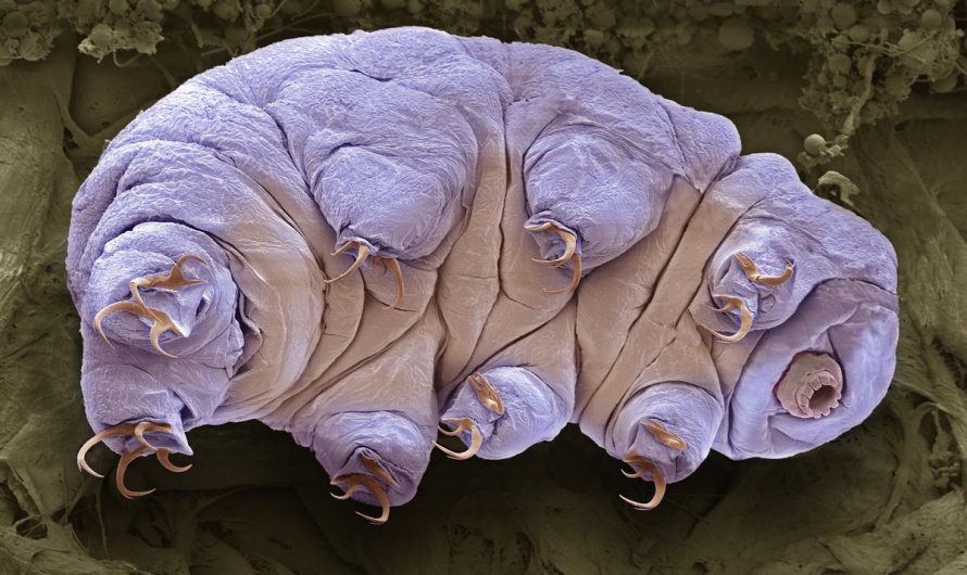 Tardigrāds – Mikroskopiskais supervaroņa radījums