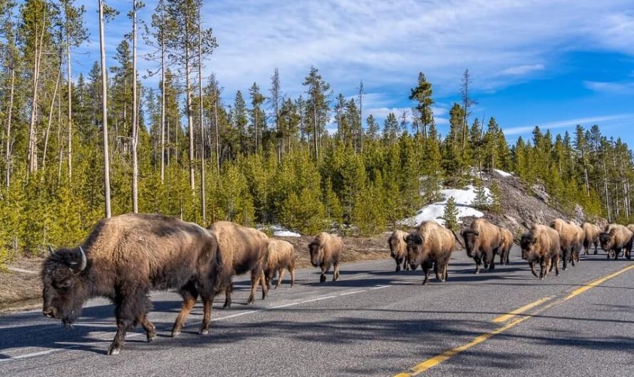Dzīvnieki bēg no Jeloustonas – ko tas nozīmē un kas notiktu, ja vulkāns atmostos?