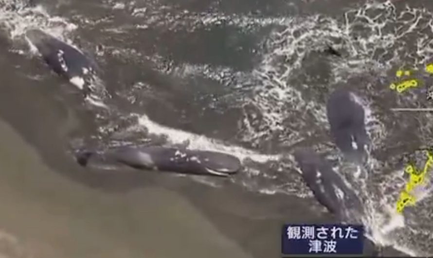 Vai Kamčatkas zemestrīce (M8.8) bija mākslīgi izraisīta? 