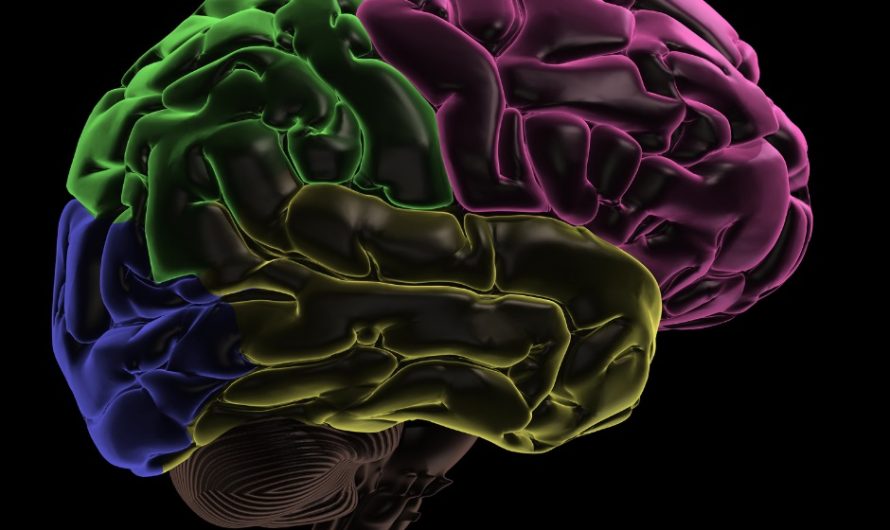 Smadzeņu zona 25 – Vārti uz iepriekšējām dzīvēm?