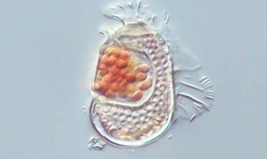 Dīvains šūnu organisms izaicina dzīves definīciju