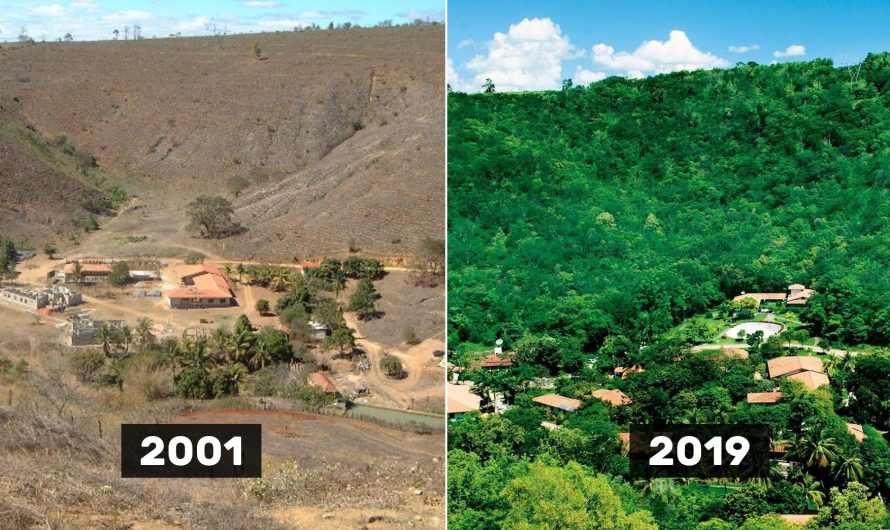 Kā pāris Brazīlijā iestādīja 2,7 miljonus koku un pārvērta tuksnesi par zaļu mežu