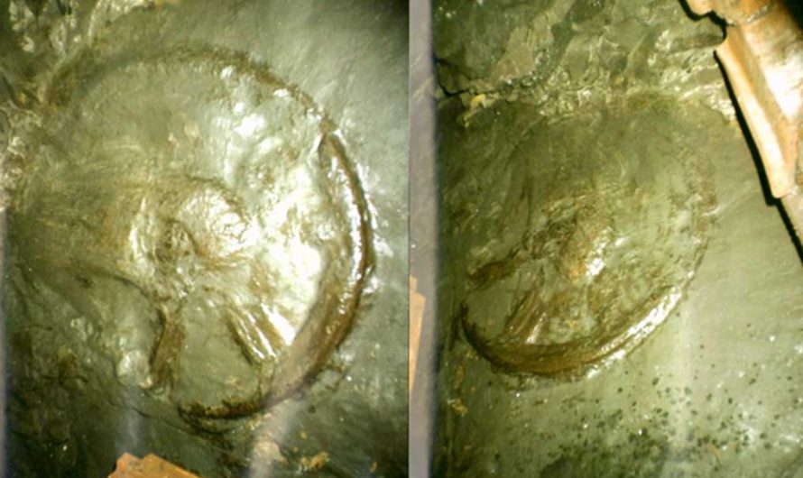 300 miljonus gadu vecais “rats” Donetskas raktuvēs – mīkla bez atbildes