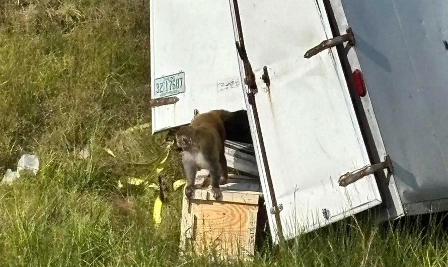 Inficētie mērkaķi izbēg no laboratorijas piekabes ASV – sabiedrība satraukta par bioloģisko risku