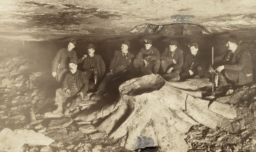 Koks, kas izaicināja laiku – 300 miljonu gadu vecais brīnums no Pensilvānijas