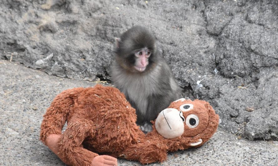 Pamestais sniega mērkaķis ar mīksto rotaļlietu aizkustina pasauli