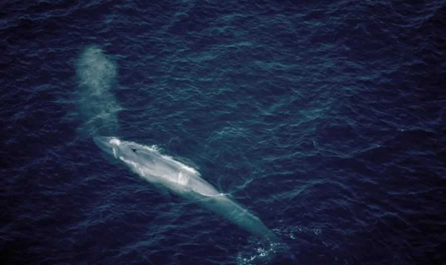 52 hercu valis – vientuļākais radījums okeānā